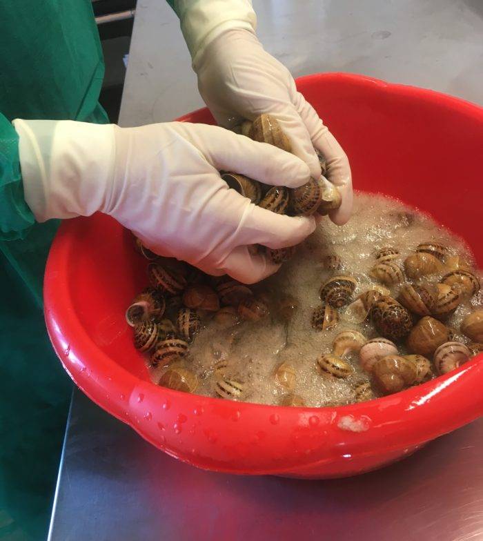bava di lumaca Allevamento Lumache