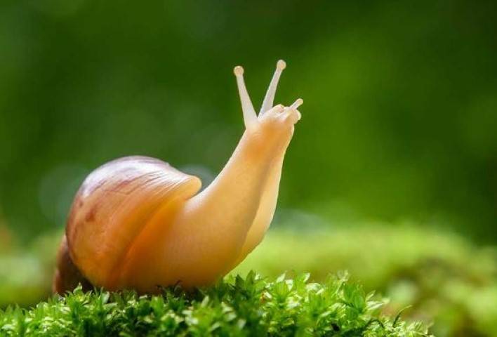 Conservazione e utilizzo crema alla bava di lumaca