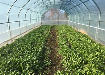 Allevamento Lumache in Serra