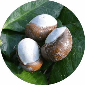HELIX APERTA (da Riproduzione)