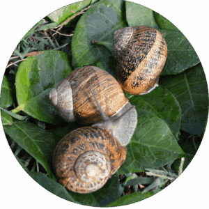 HELIX ASPERSA MULLER (da Riproduzione)
