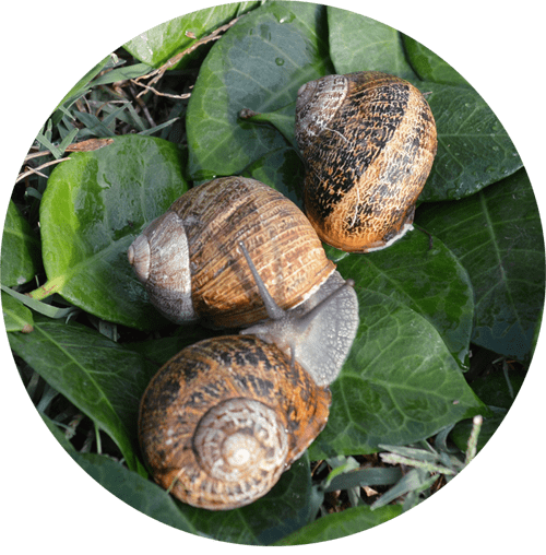 HELIX ASPERSA MULLER - immagine 3