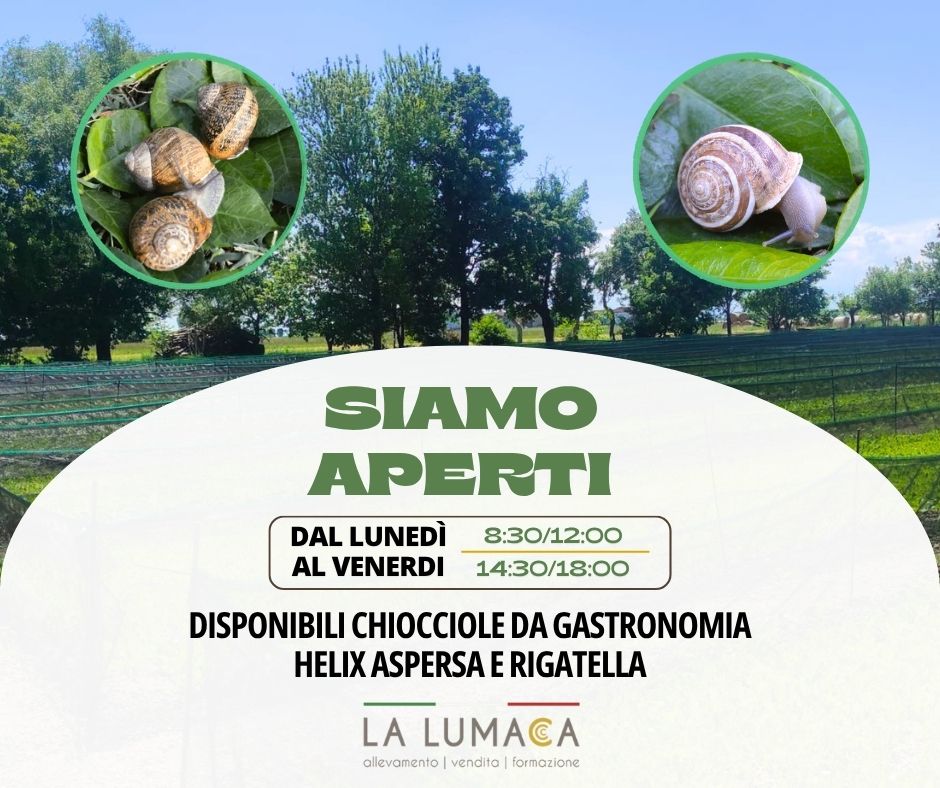 Disponibili chiocciole da gastronomia a Viterbo