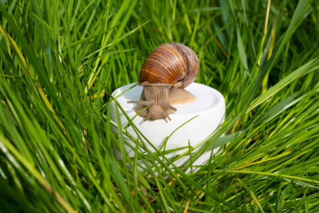 crema alla bava di lumaca