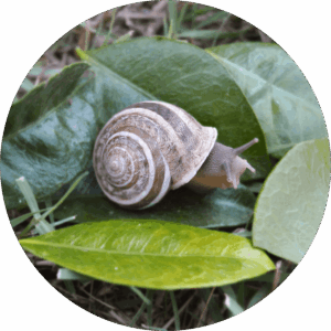 RIGATELLA (HELIX EOBANIA)