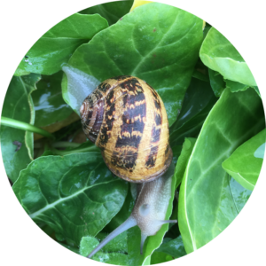 Allevamento Lumache Helix Aspersa