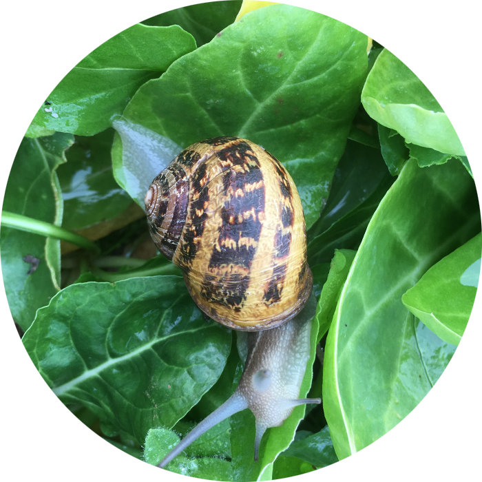 Allevamento Lumache Helix Aspersa