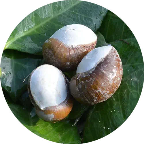 tipi-lumache-lumaca-helix-aperta