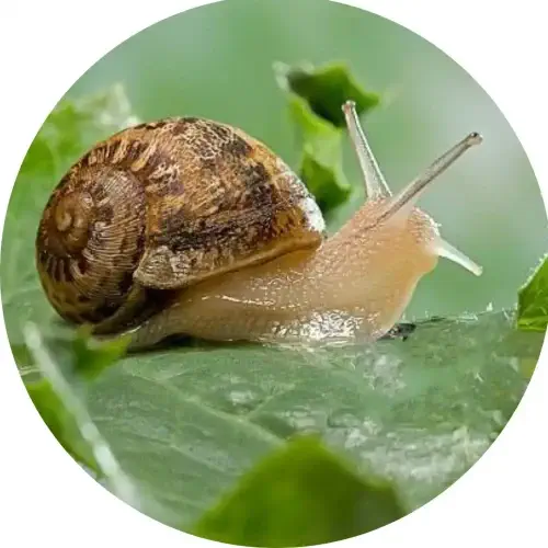 tipi-lumache-lumaca-helix-aspersa-maxima