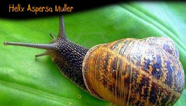 Allevamento Lumache helix aspersa