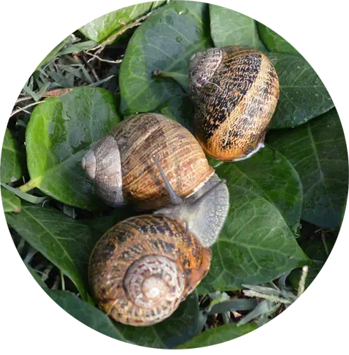 tipi-lumache-lumaca-helix-aspersa-muller