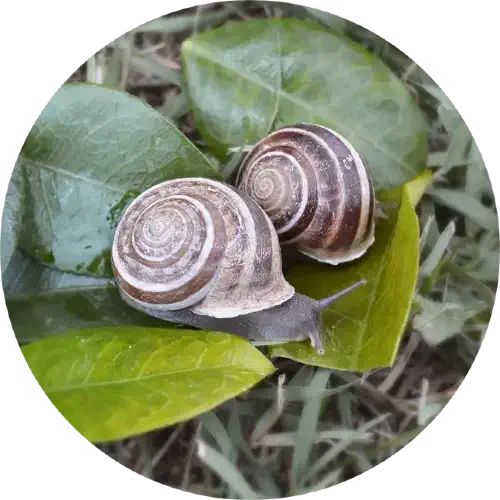 tipi-lumache-lumaca-rigatella