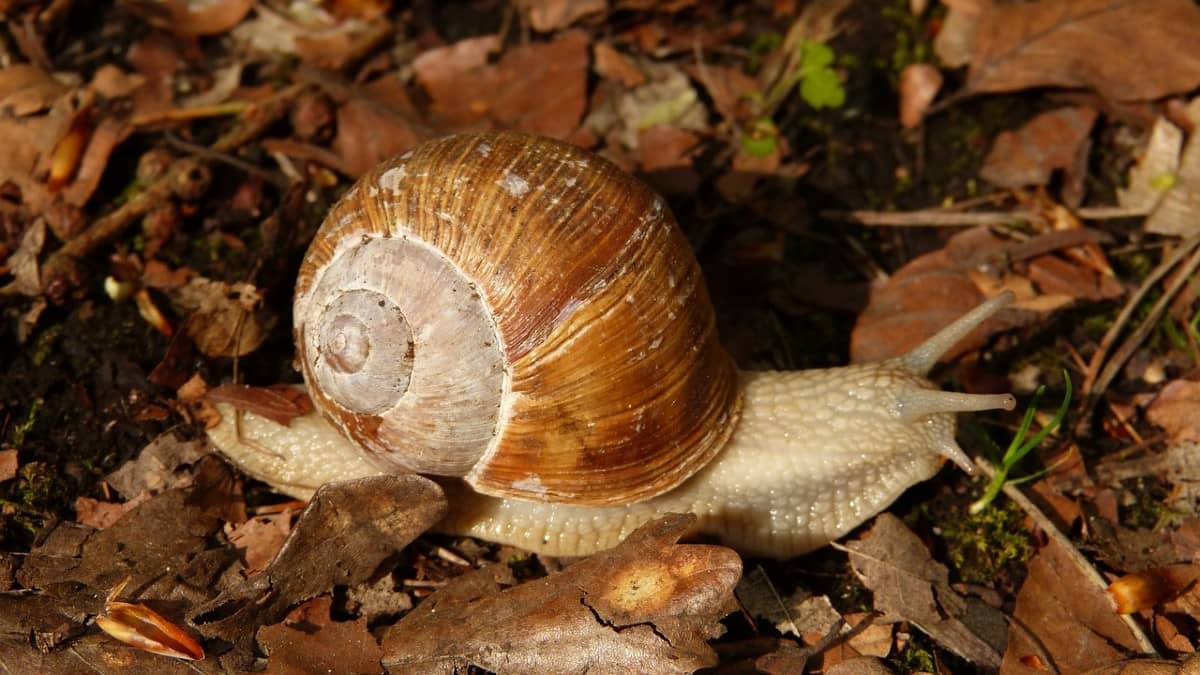 a cosa servono le lumache
