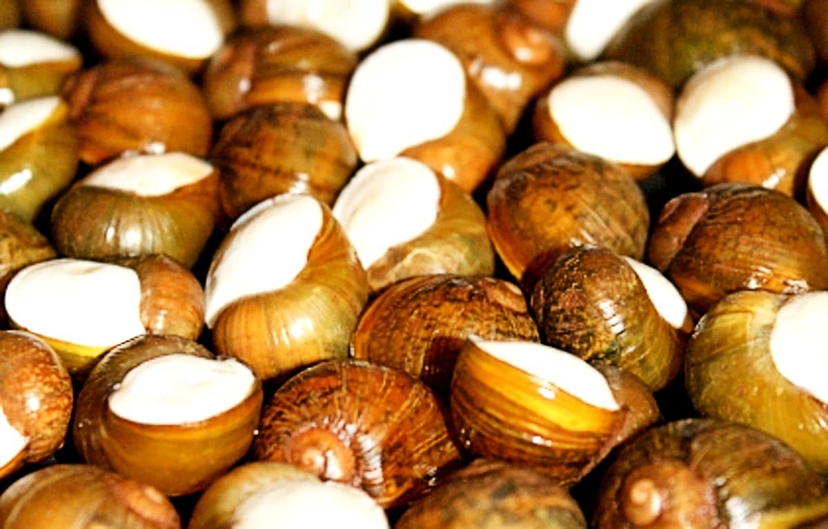 lumaca monachella