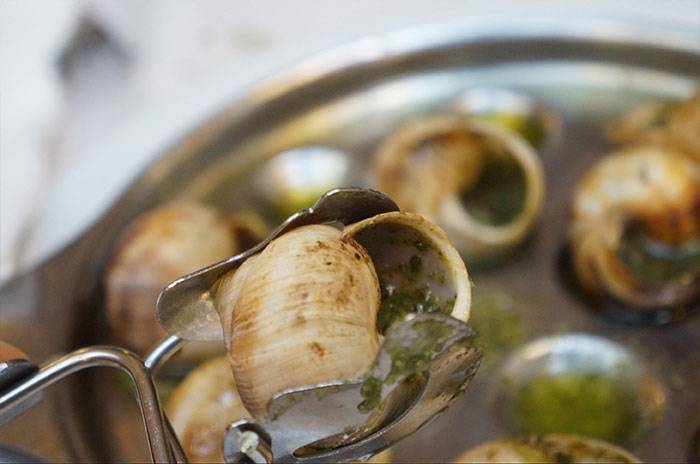 Ricette Allevamento Lumache