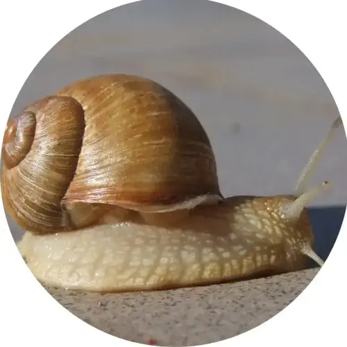 tipi-lumache-pomatia-helix-nomi