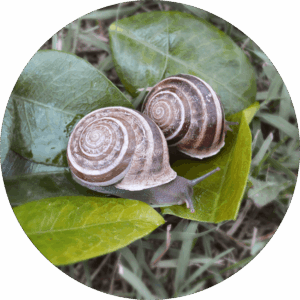 RIGATELLA HELIX EOBANIA (da Riproduzione)