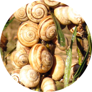 theba pisana Allevamento Lumache