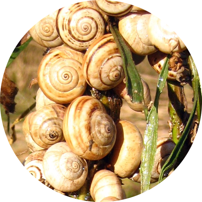 theba pisana Allevamento Lumache