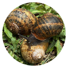 rigatella