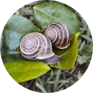 lumache da gastronomia rigatella