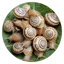 Theba Pisana