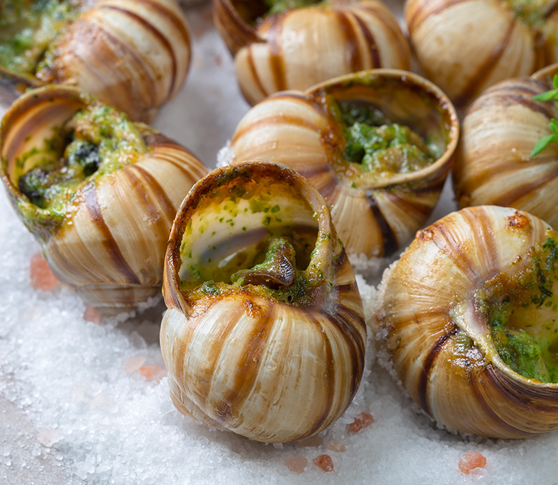 vendita lumache gastronomia