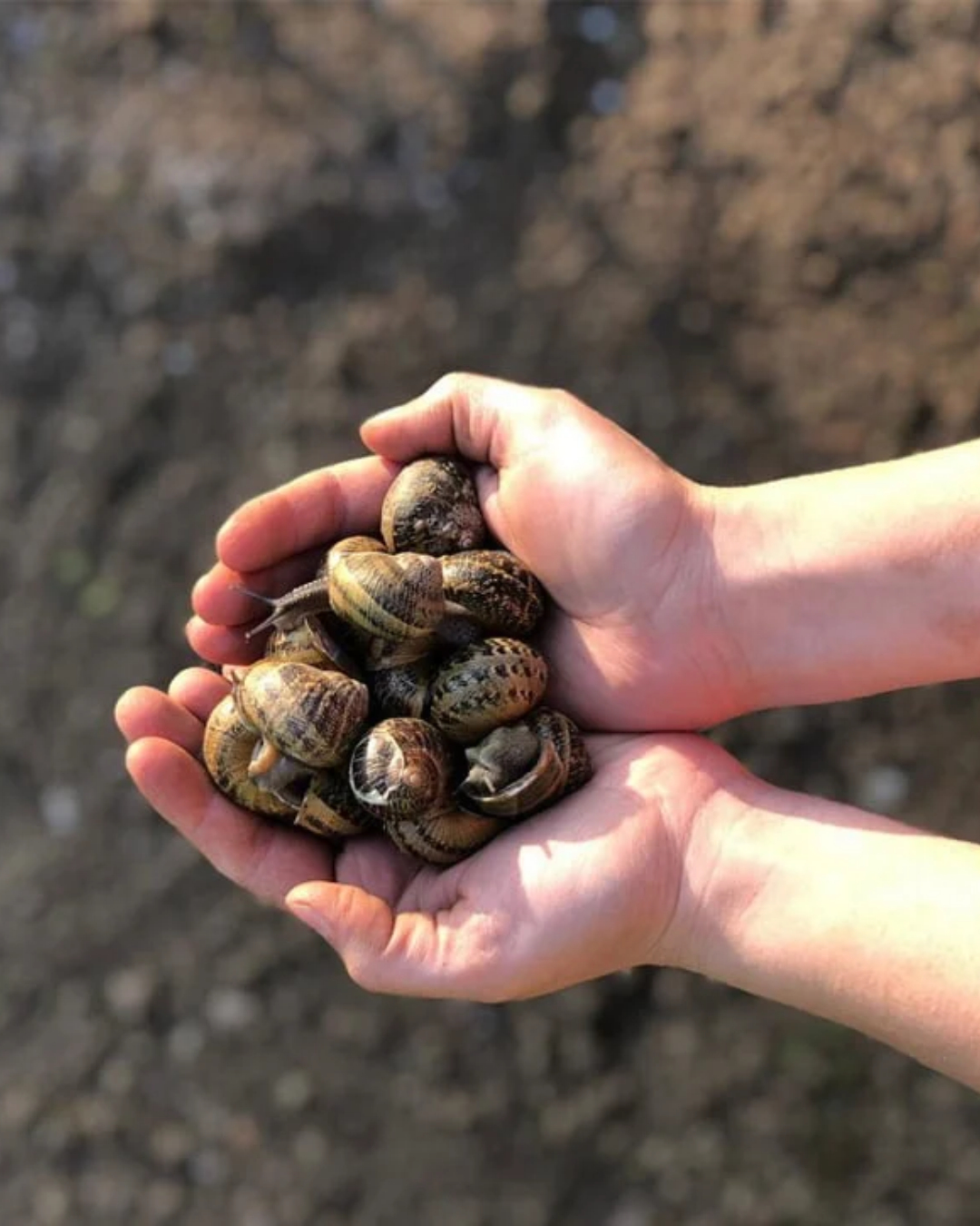elicicoltura per le aziende agricole